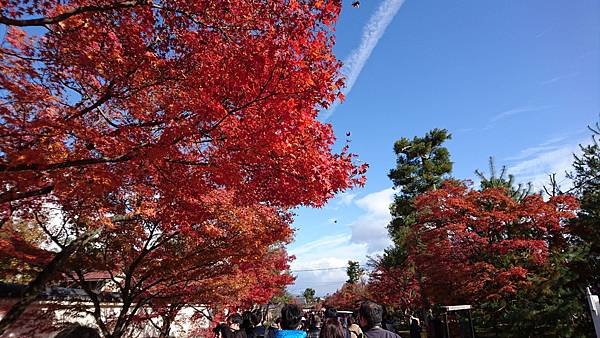 【京都│嵐山】賞楓推薦景點：京都嵐山，人生第一次賞楓去，您要