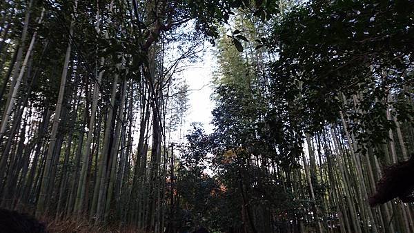 【京都│嵐山】賞楓推薦景點：京都嵐山，人生第一次賞楓去，您要