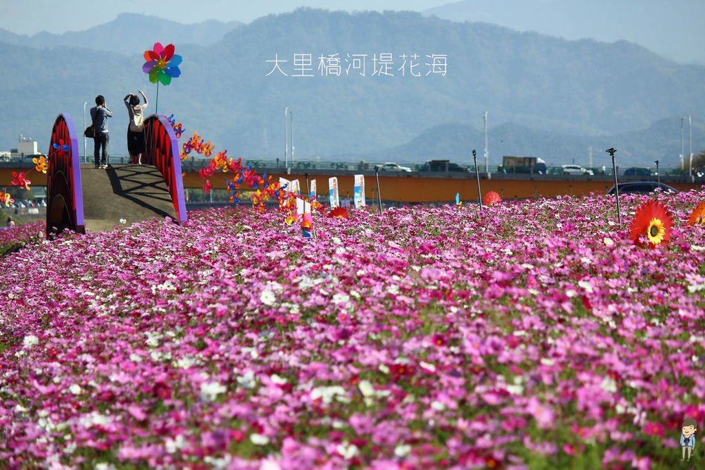 大里橋花海 (28)