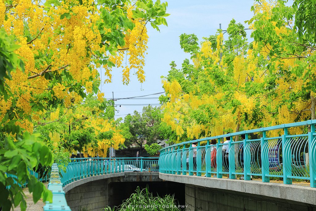 福岡路阿勃勒10