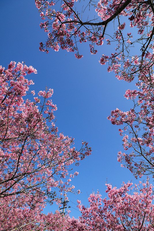 月湖莊園12
