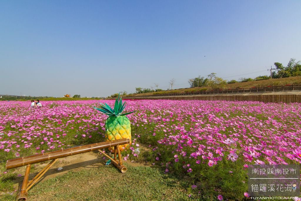 貓羅溪花海32