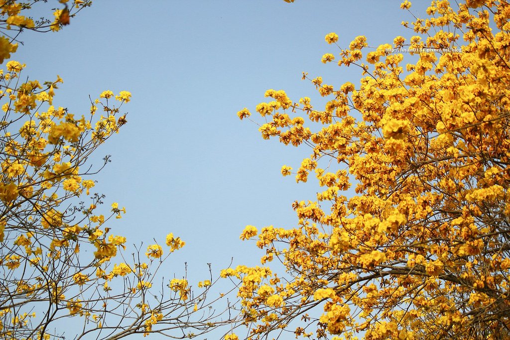 黃花風鈴木