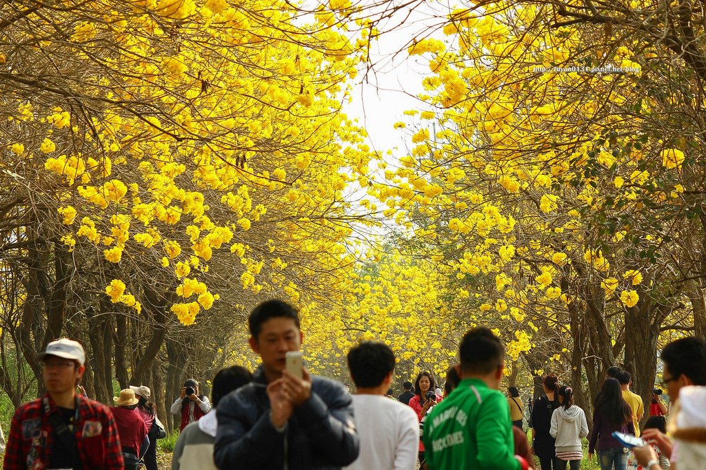 黃花風鈴木 (18)