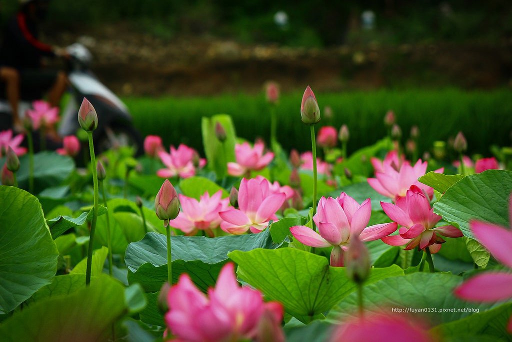 20140524-IMG_0921 (複製) (複製)