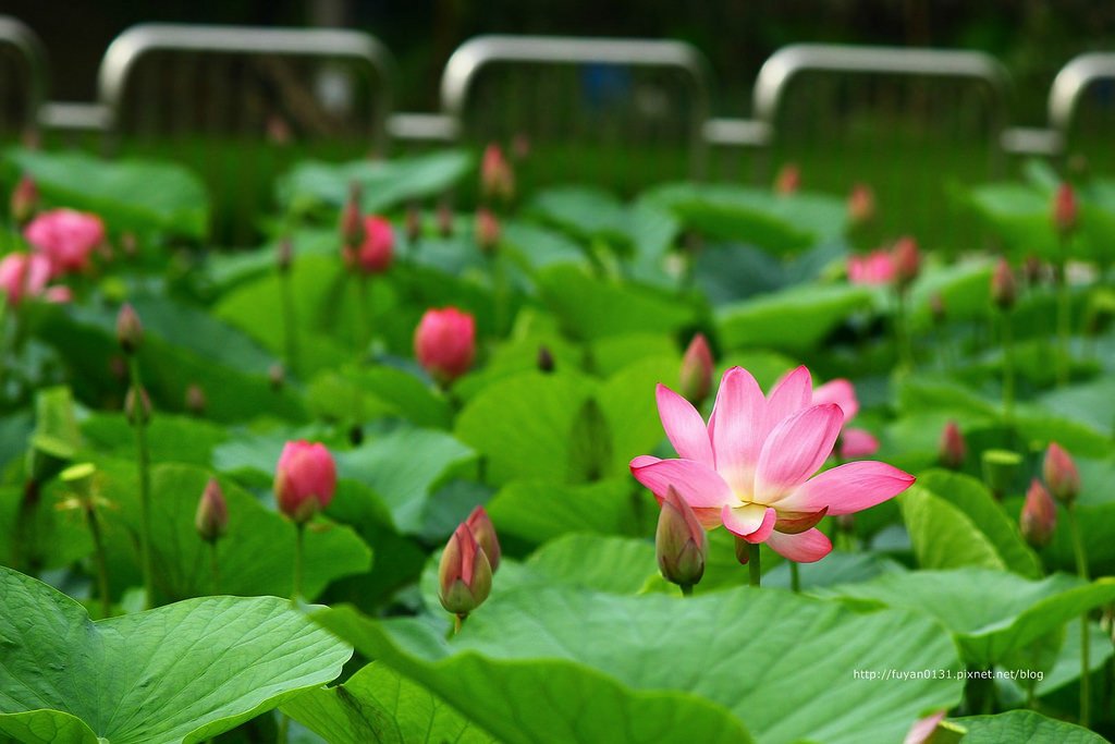20140524-IMG_0943 (複製) (複製)