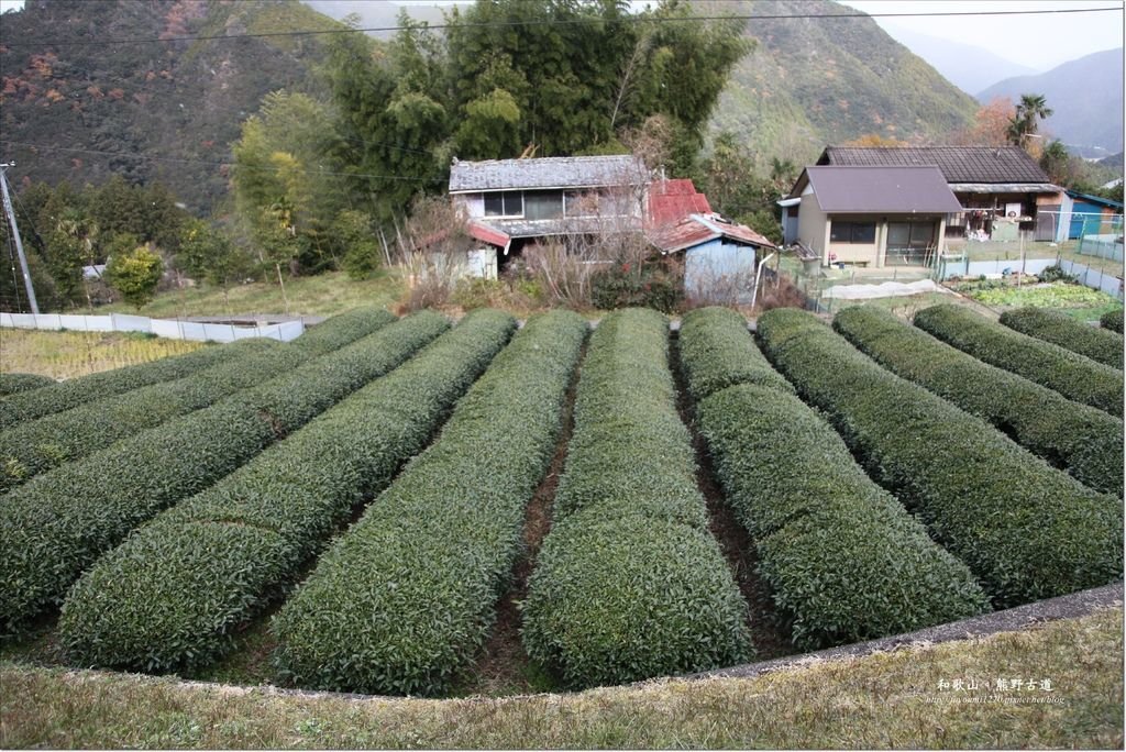 熊野古道散策 (18).JPG