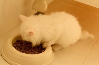 IMG_4378 mod_resize.JPG