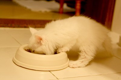 IMG_4384 mod_resize.JPG