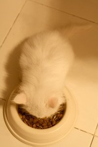 IMG_4389 mod_resize.JPG