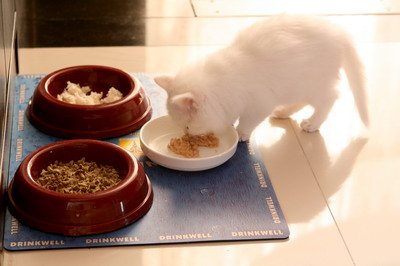 IMG_4763 mod_resize.JPG