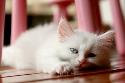 IMG_4775 mod_resize.JPG