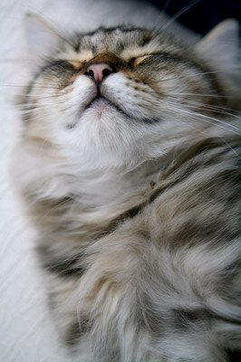 IMG_6718 mod_resize.JPG