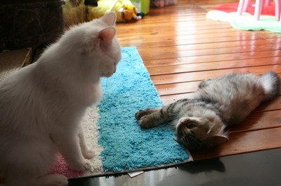 IMG_7276_resize.JPG