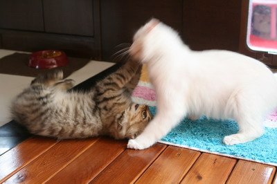 IMG_7281_resize.JPG