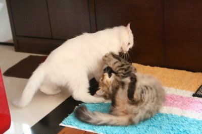 IMG_7294_resize.JPG