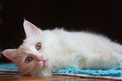 IMG_7320_resize.JPG