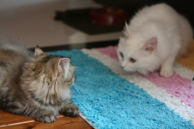 IMG_7343_resize.JPG