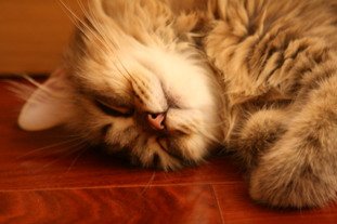 IMG_8439_resize.JPG