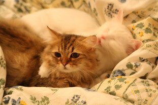 IMG_8449_resize.JPG