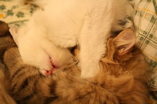 IMG_8489_resize.JPG