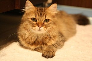IMG_8502_resize.JPG