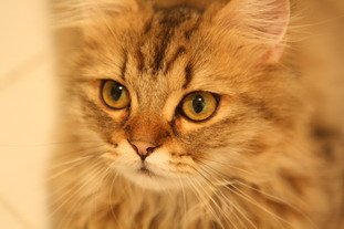IMG_8508_resize.JPG
