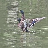 IMG_4602.JPG