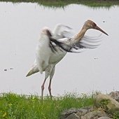 IMG_4778.JPG