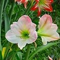 IMG_7472.JPG