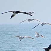 IMG_6620.JPG