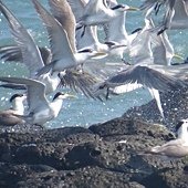 IMG_8833.jpg