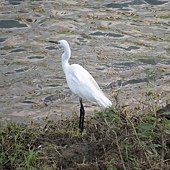 IMG_2971.jpg
