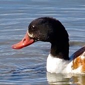 IMG_9378.jpg