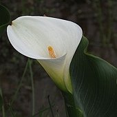 IMG_2959.jpg