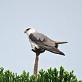IMG_2798.jpg