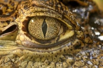 2677599-crocodile-eyes.jpg