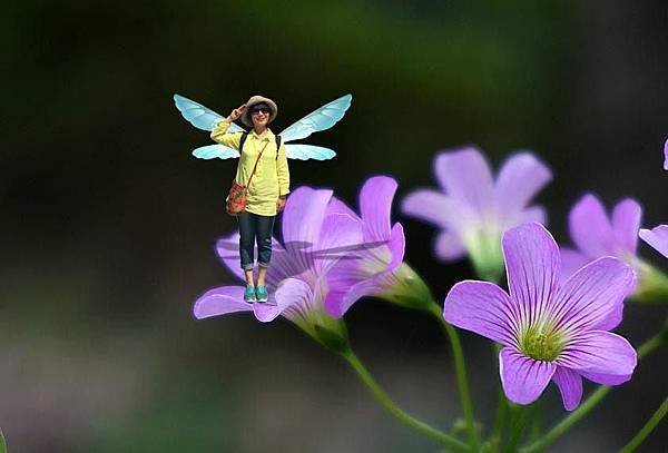 幸運草仙子.jpg