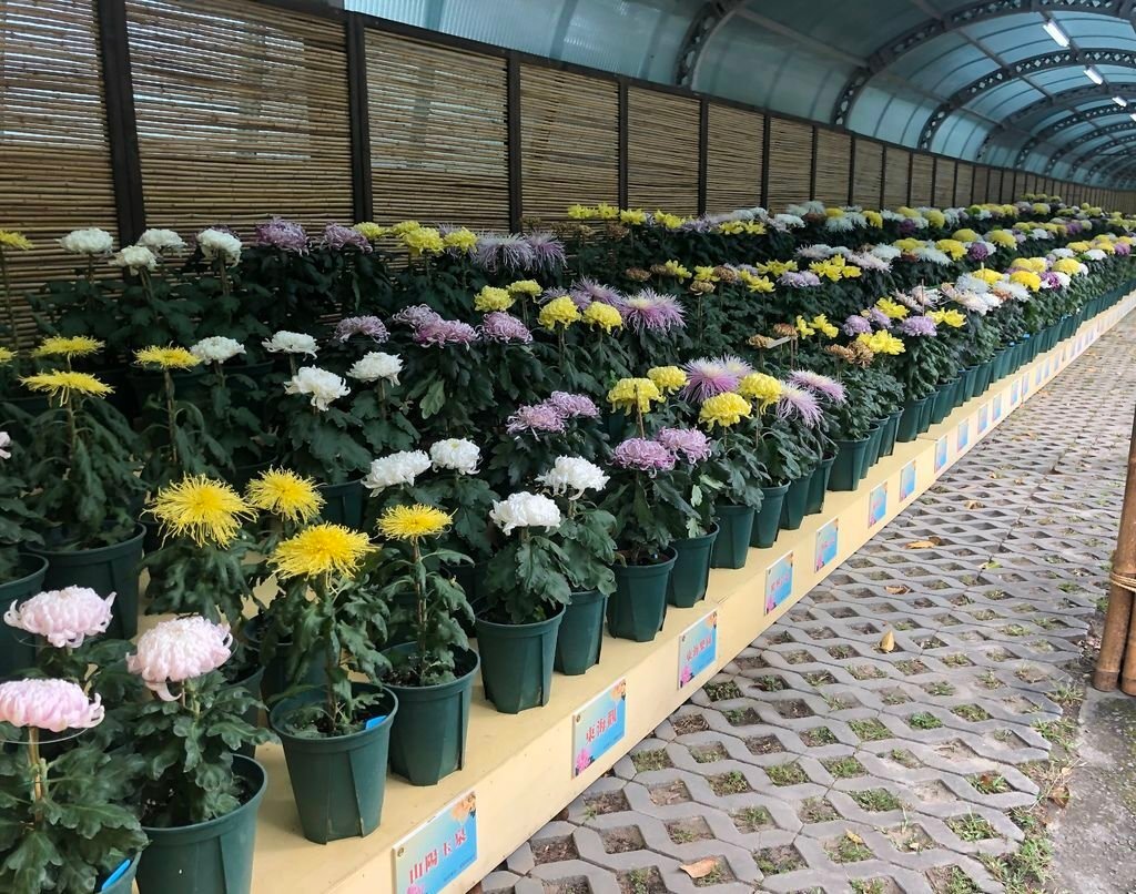 士林官邸看花  (48).jpg