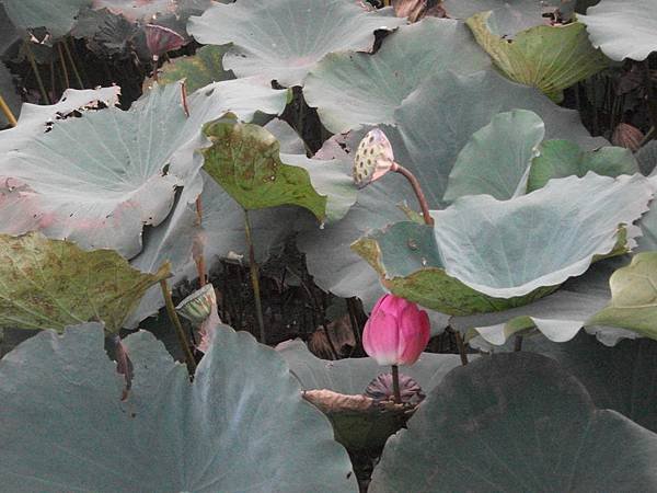 DSCF0134.JPG