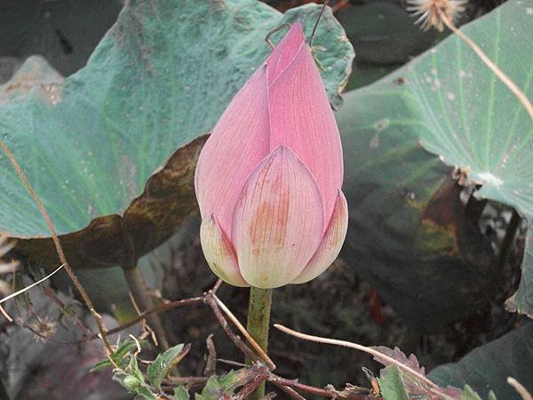 DSCF0136.JPG
