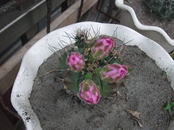 DSCF0144.JPG