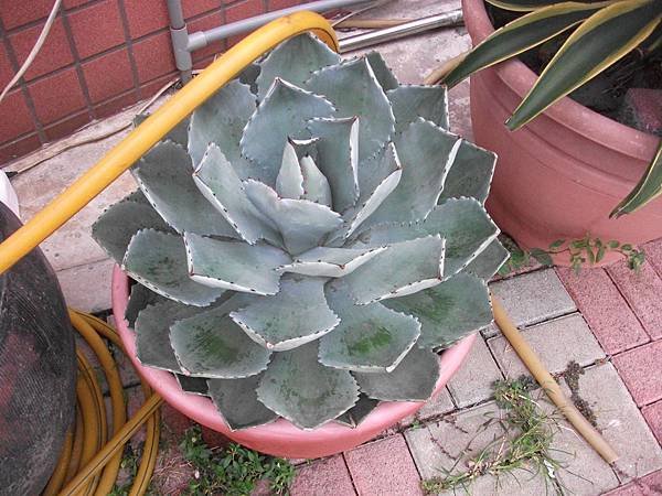 DSCF0145.JPG