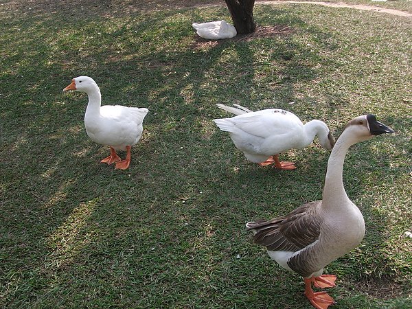 DSCF6310.JPG