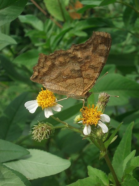 DSCF4592.JPG