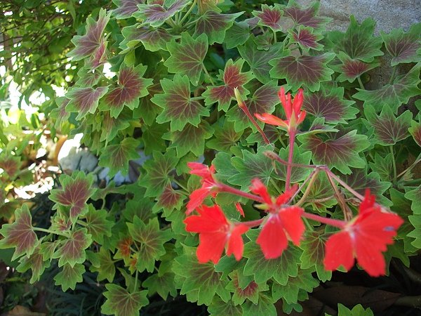 DSCF6531.JPG