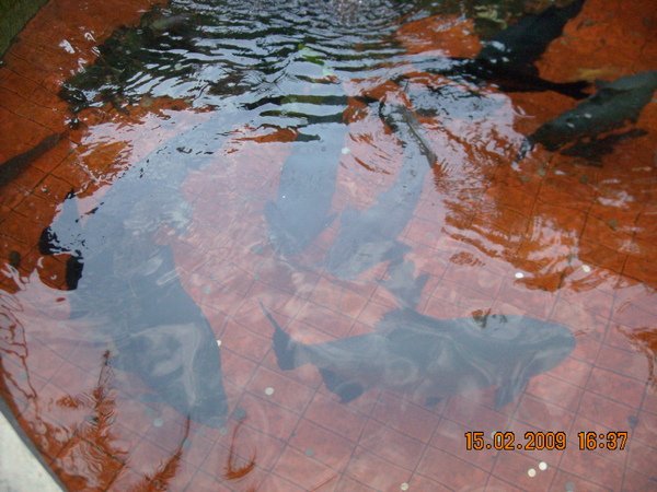 DSCN4497.JPG