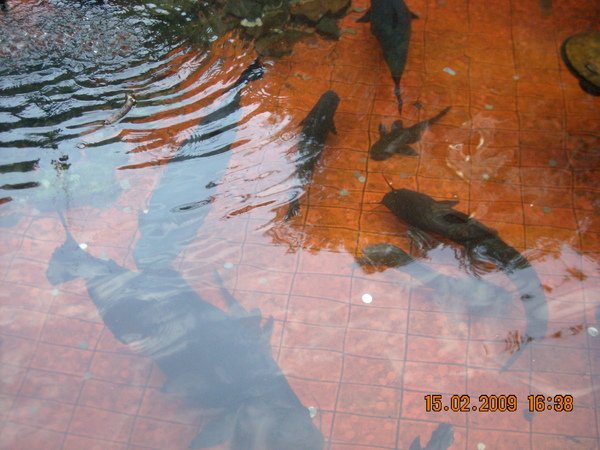DSCN4498.JPG