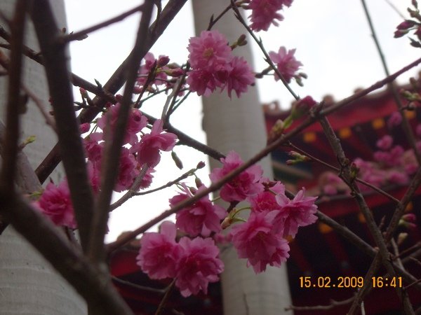 DSCN4506.JPG