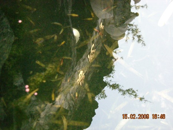 DSCN4516.JPG